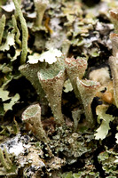 Mushrooms, lichens, and pixie cups