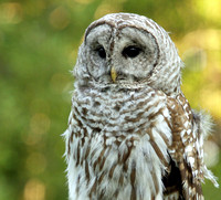 Barred Owl and other recent pics